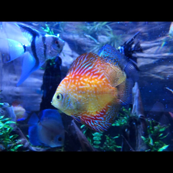 Meet your Posher, Corrina - Picture 1 of 1